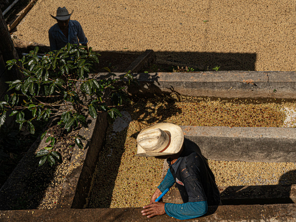 New Specialty Green Coffee Arrivals from Guatemala, Honduras, and Nicaragua