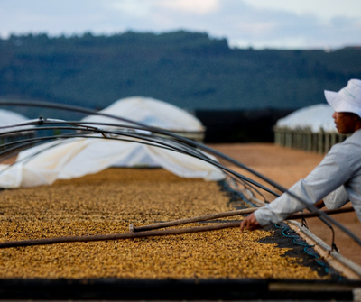 After The Harvest: Green Coffee Processing Methods
