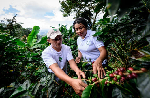 How Can Roasters Market Sustainable Coffee?