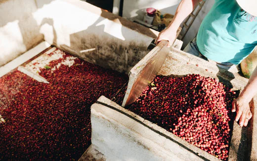 Perfect Daily Grind: Exploring trends in experimental coffee processing