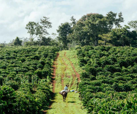 Perfect Daily Grind: Robusta Production In Nicaragua