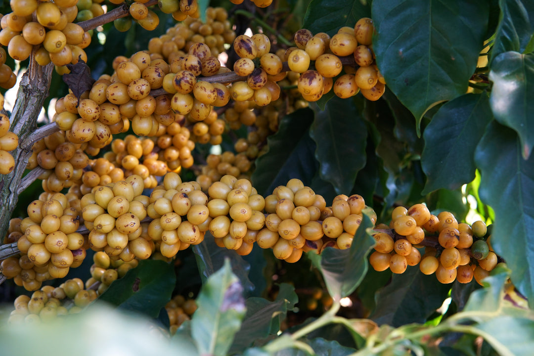Brazilian Expocaccer Linda Paula Alves Green Coffee Beans from Mercon Specialty