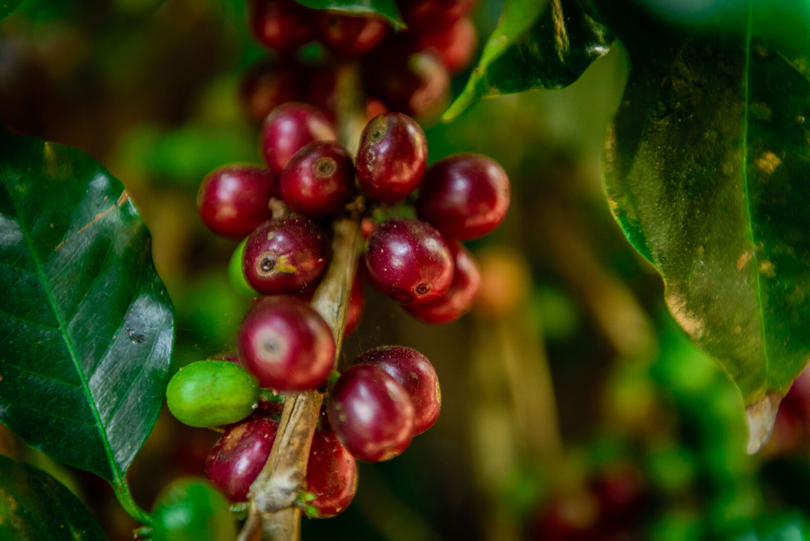Ethiopian Guji Hambela Wamena Gr3 Natural Green Coffee Beans from Mercon Specialty