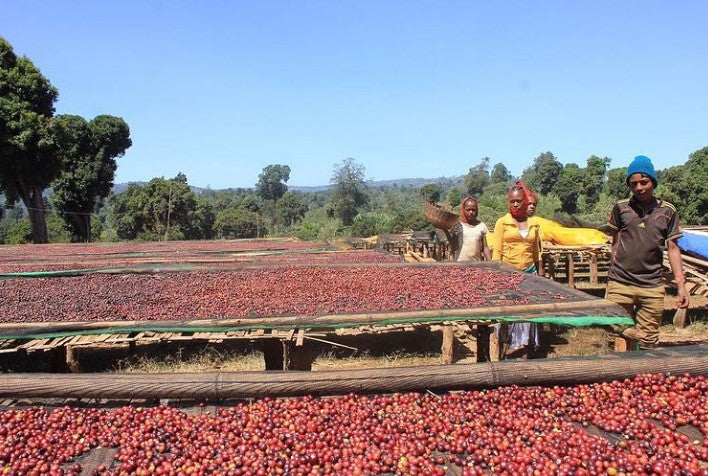 Ethiopian Yirgacheffe Konga Gr1 Natural Green Coffee Beans from Mercon Specialty