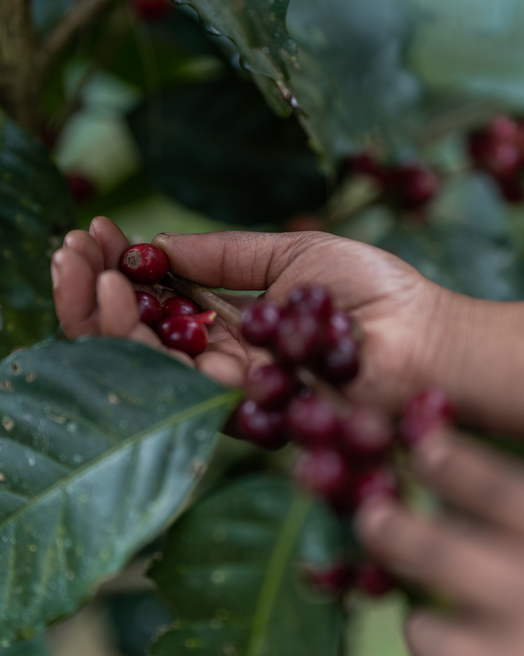 Guatemalan Finca El Molino Double Fermentation ML Green Coffee Beans from Mercon Specialty