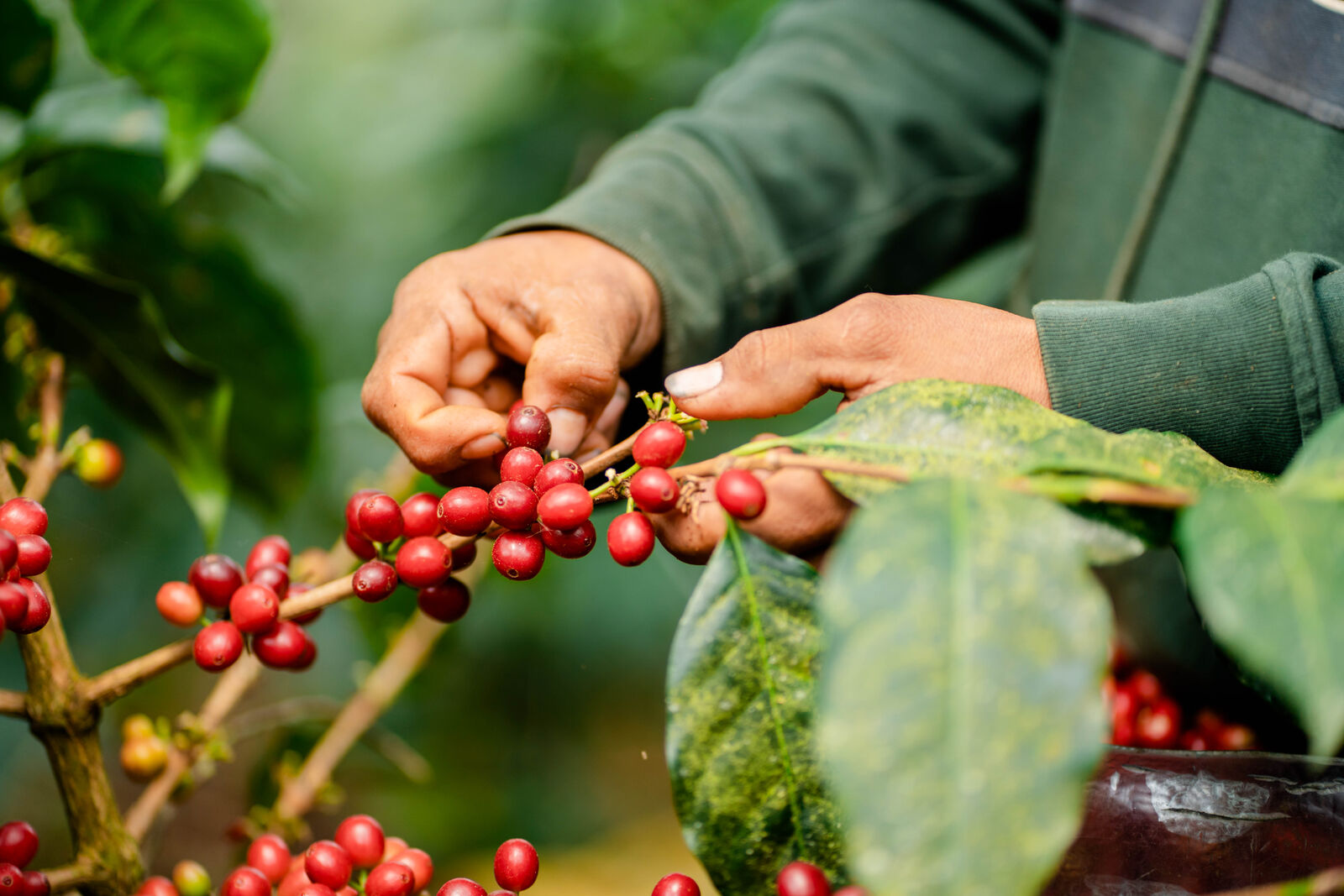 Honduran Rainforest Alliance SHG EP Green Coffee Beans from Mercon Specialty
