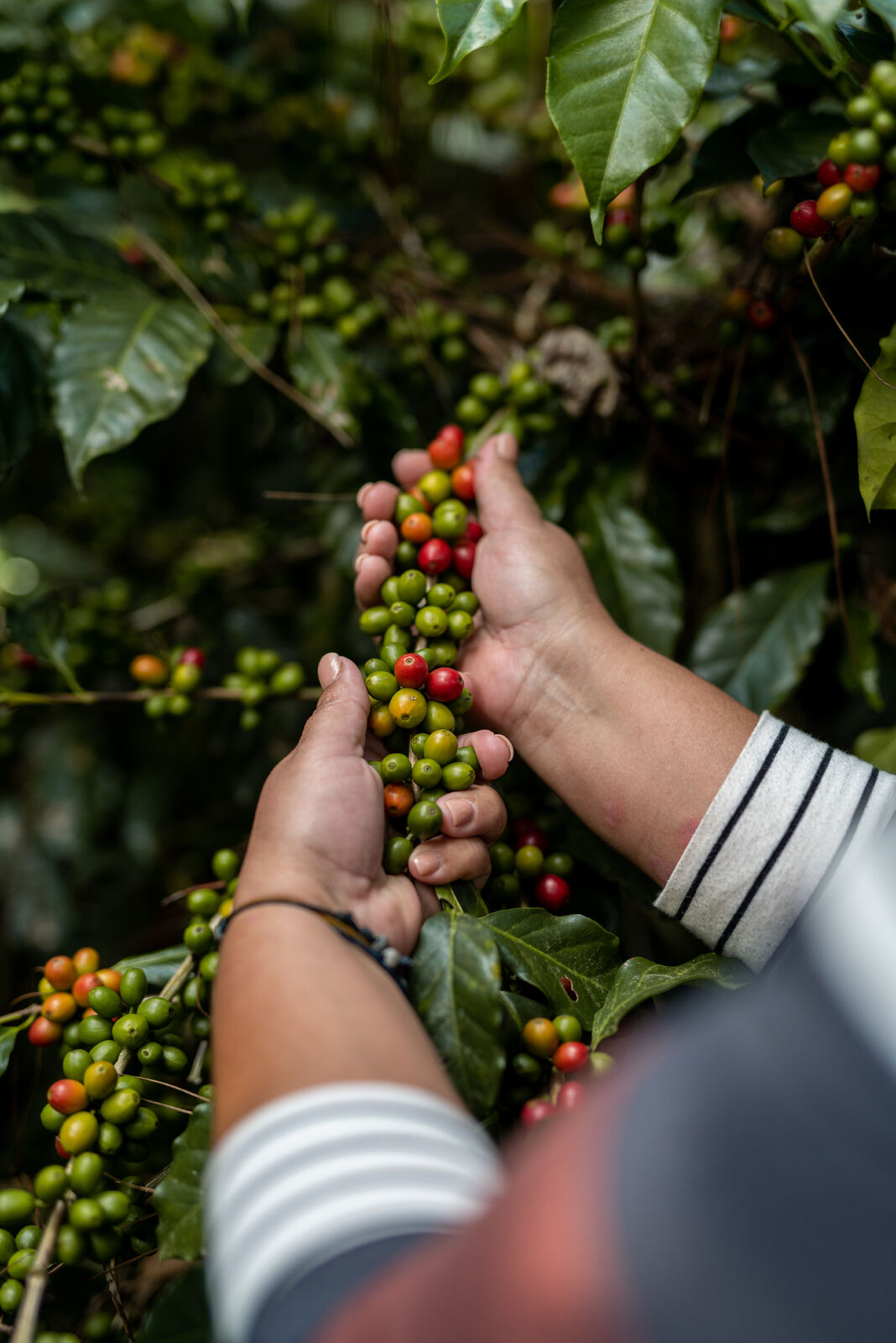Honduras Finca Zopilote Natural “Roger Figueroa” ML LIFT Green Coffee Beans from Mercon Specialty