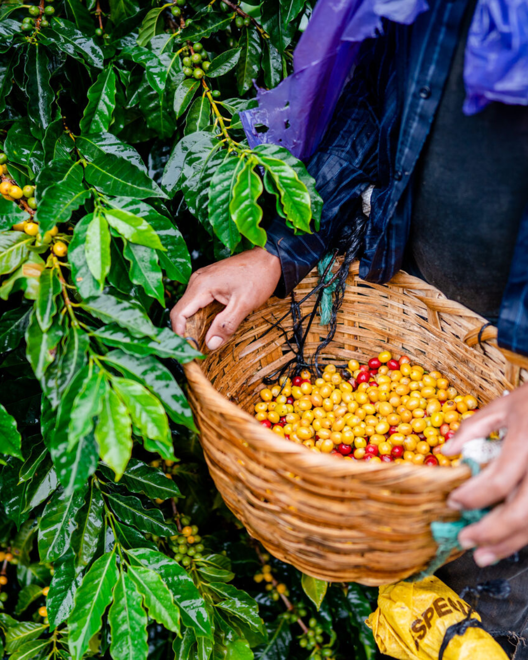 Nicaragua Matagalpa Red Cherry Project Esmeralda Community Yellow Catuai ML LIFT Green Coffee Beans from Mercon Specialty