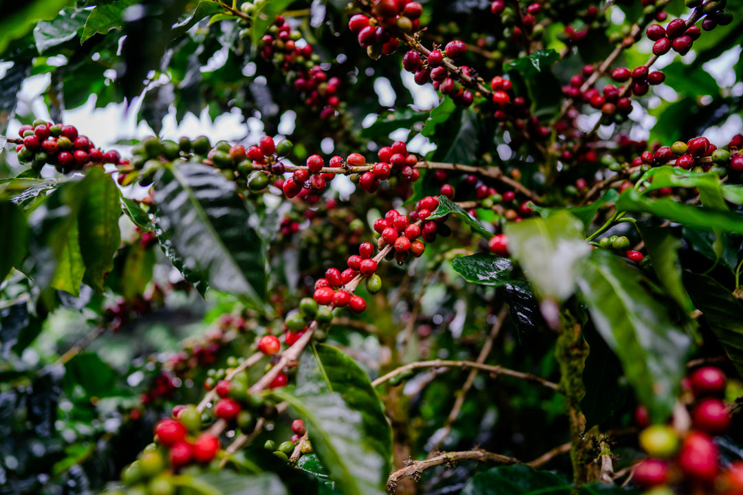 Nicaraguan Finca Buena Vista Angela Sevilla RCP ML LIFT Green Coffee Beans from Mercon Specialty