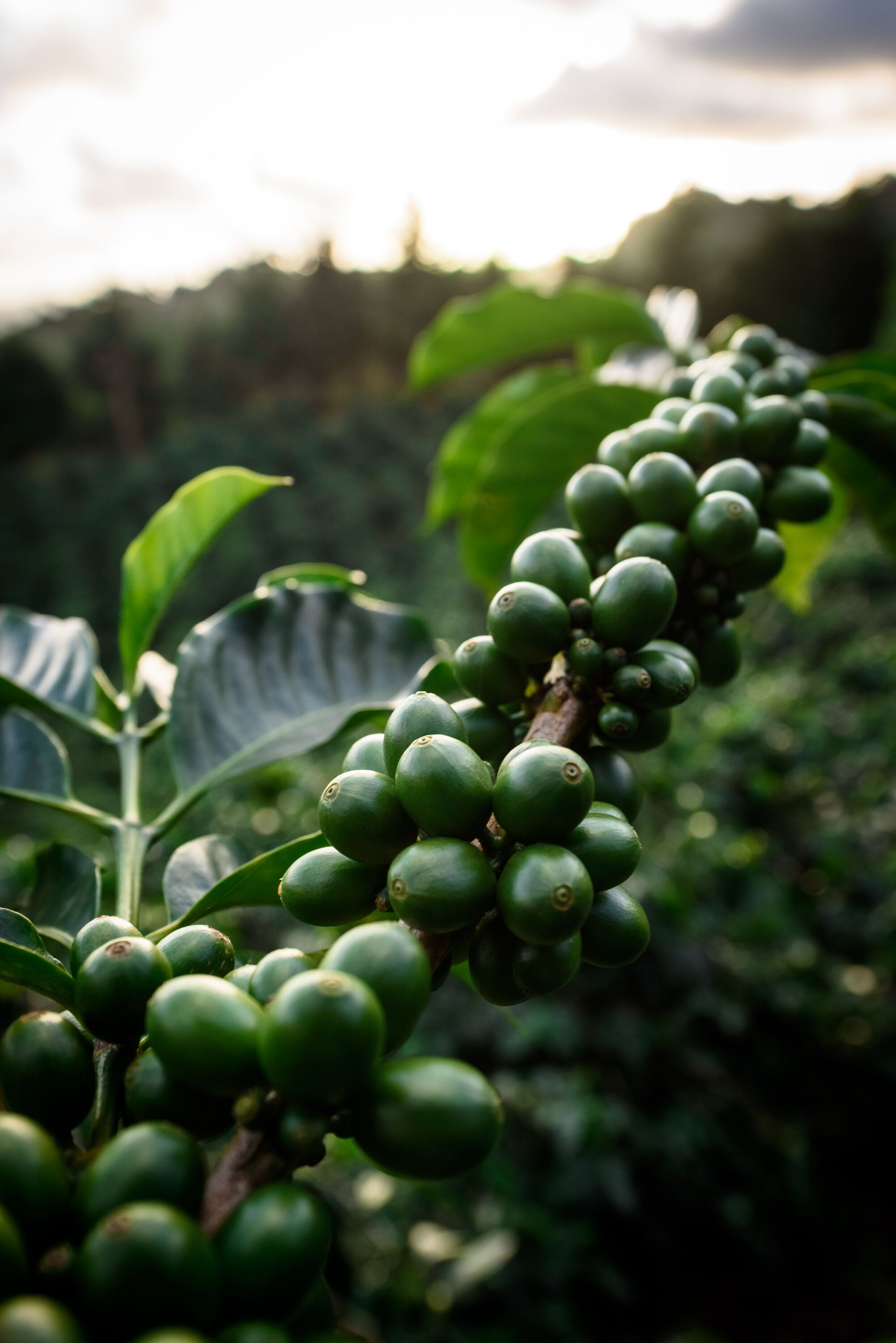 Nicaraguan La Virgen Guardabarranco ML Green Coffee Beans from Mercon Specialty