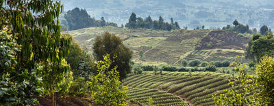 Rwandan Abakundakawa Co-op Rusashi Fairtrade Green Coffee Beans from Mercon Specialty