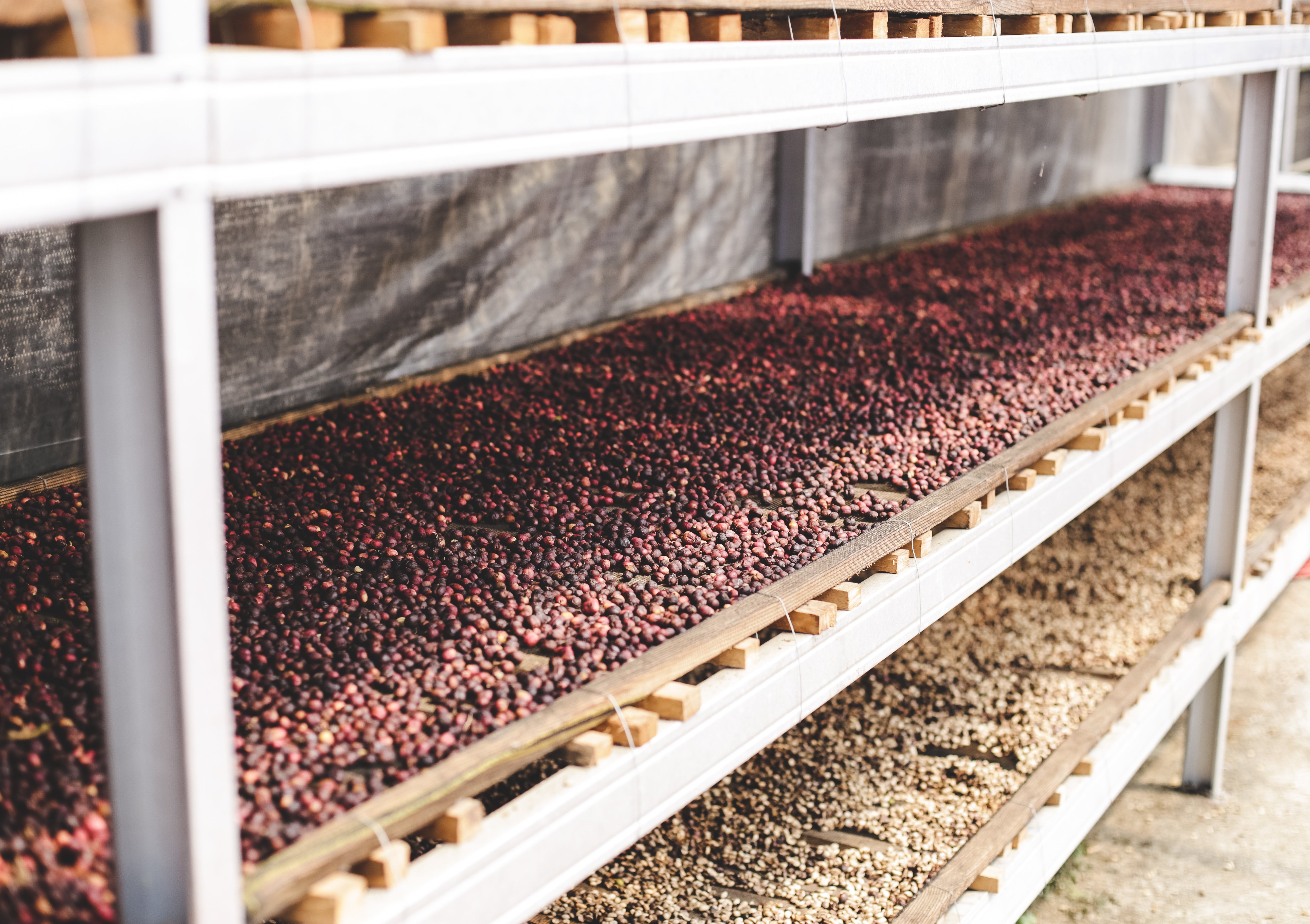 Rwandan Akagera Coffee Project Green Coffee Beans from Mercon Specialty